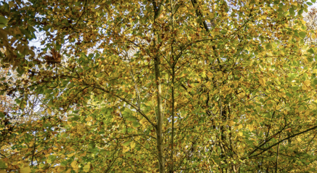 Provincie Groningen stelt opnieuw subsidie beschikbaar voor meer bos en groen